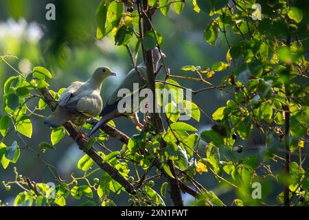 Un pigeon vert à col rose a été repéré perché haut dans la canopée. Présent dans toute l'Asie du Sud-est, ce pigeon vibrant est reconnu par son caractère frappant Banque D'Images