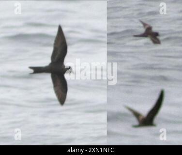 Leach's Storm-Petrel (Hydrobates leucorhous) Aves Banque D'Images