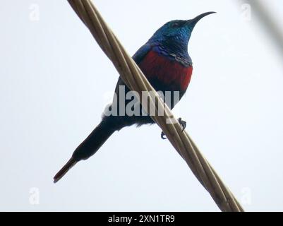 Sunbird à torse rouge (Cinnyris erythrocercus) Aves Banque D'Images