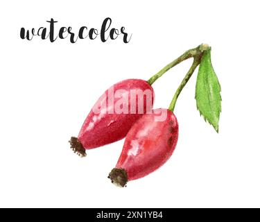 Une belle peinture aquarelle de fruits frais Red Hawthorn avec des éléments verts feuillus Banque D'Images