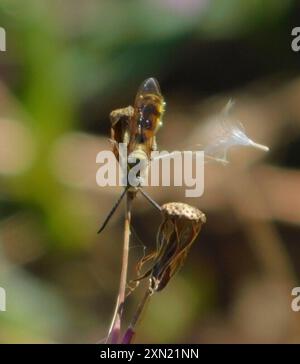 Insecte de guêpe scoliide à trois bandes (Dielis trifasciata) Banque D'Images