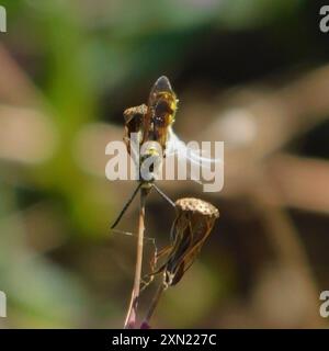 Insecte de guêpe scoliide à trois bandes (Dielis trifasciata) Banque D'Images