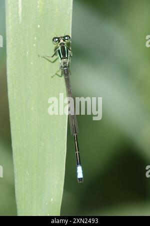 Insecta Eastern Forktail (Ischnura verticalis) Banque D'Images