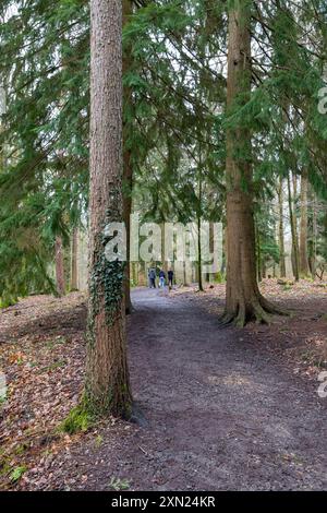 Willows Green Trail, forêt Alice Holt, Farnham Banque D'Images