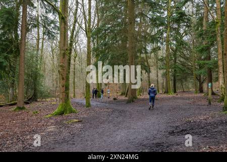 Willows Green Trail, forêt Alice Holt, Farnham Banque D'Images