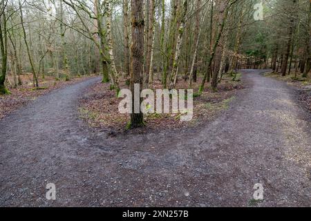 Willows Green Trail, forêt Alice Holt, Farnham Banque D'Images