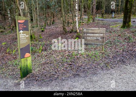 Willows Green Trail, forêt Alice Holt, Farnham Banque D'Images