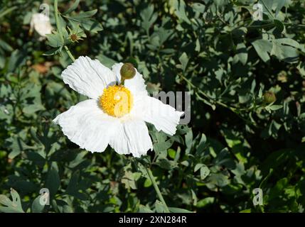 Belle Matilija Poppy blanche de la famille Romneya. Banque D'Images