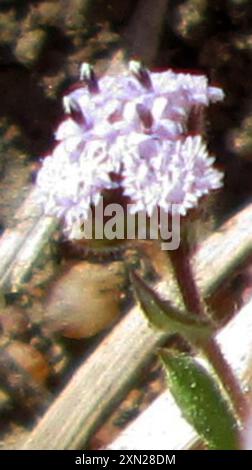 (Denekia capensis) Plantae Banque D'Images