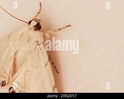 Insecte de la papille des palmiers (Litoprosopus coachella) Banque D'Images