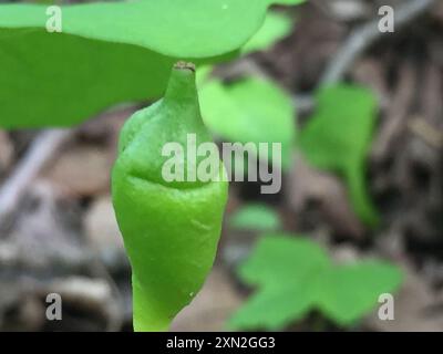 Jumelles (Jeffersonia diphylla) Plantae Banque D'Images