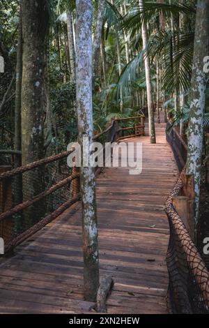 Promenade en bois, un sentier de randonnée dans la forêt tropicale, au jardin botanique de São Paulo, Brésil. Banque D'Images