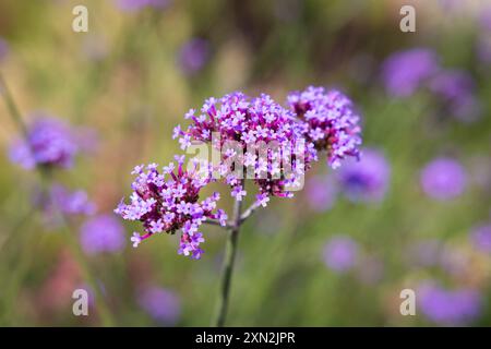 Purpletop Vervain fleurit dans la garderie. Mise au point sélective. Banque D'Images