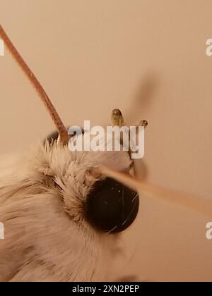 Insecte de la papille des palmiers (Litoprosopus coachella) Banque D'Images