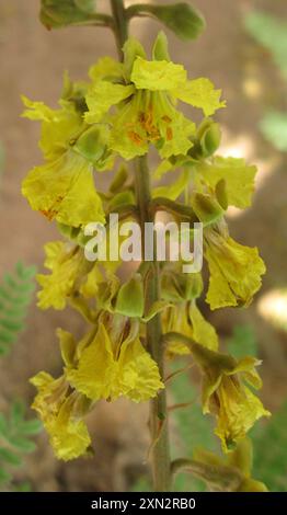 Hochet pleureur (Peltophorum africanum) Plantae Banque D'Images