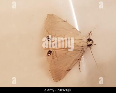 Insecte de la papille des palmiers (Litoprosopus coachella) Banque D'Images