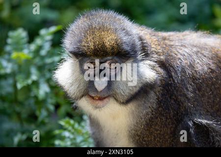 Portrait du singe à queue rouge de Schmidt Banque D'Images