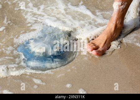 Qualle am Strand von Westerland, Sylt DEU, Deutschland, Sylt, Westerland : Das Bild zeigt einen Strandabschnitt in Westerland auf der Insel Sylt. IM Vordergrund sieht man eine blaue Qualle, die am Ufer angespült wurde und sich im seichten Wasser befindet. Westerland Sylt Schleswig Holstein Deutschland *** méduses sur la plage de Westerland, Sylt DEU, Allemagne, Sylt, Westerland L'image montre une étendue de plage à Westerland sur l'île de Sylt au premier plan, vous pouvez voir une méduse bleue qui a échoué sur le rivage et est dans l'eau peu profonde de Westerland Sylt Schleswig Holstein Allemagne Banque D'Images