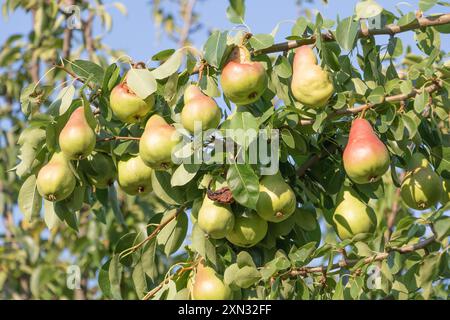 Un bouquet de poires dans l'arbre. Avantages des poires. Fond bleu ciel. Banque D'Images