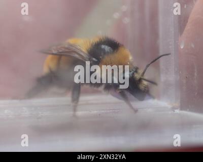 Abeille ambre du Nord (Bombus borealis) Insecta Banque D'Images