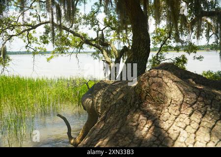 Une vue panoramique d'un grand arbre avec des branches tentaculaires couvertes de mousse espagnole, surplombant un marais tranquille au bord de l'eau. Banque D'Images