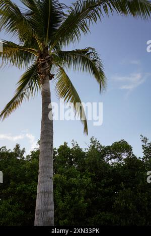 Un grand palmier atteignant un ciel bleu clair, encadré par un feuillage vert luxuriant ci-dessous. Cette scène tranquille évoque un sentiment de beauté naturelle Banque D'Images