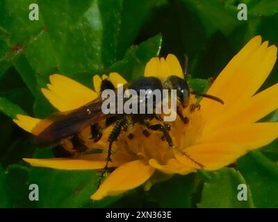 Insecte de guêpe scoliide à trois bandes (Dielis trifasciata) Banque D'Images