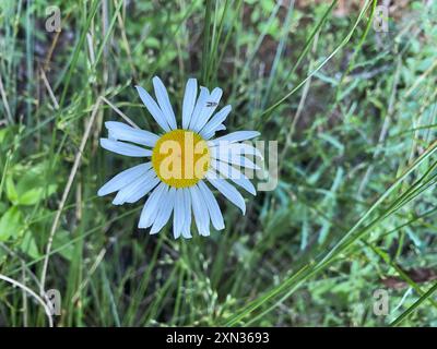 Une Marguerite blanche unique se démarquant parmi l'herbe verte, représentant la simplicité et la beauté naturelle Banque D'Images