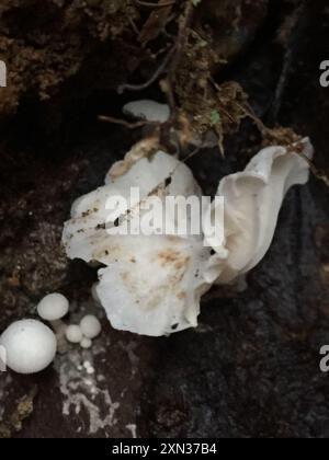 Champignons parachutes de fées (Marasmiellus candidus) Banque D'Images