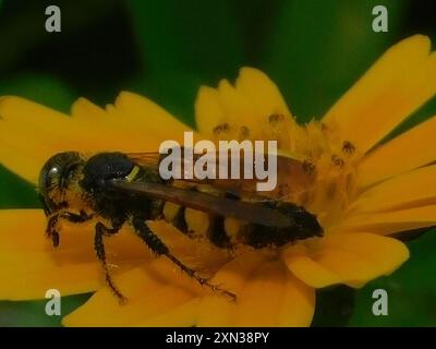 Insecte de guêpe scoliide à trois bandes (Dielis trifasciata) Banque D'Images