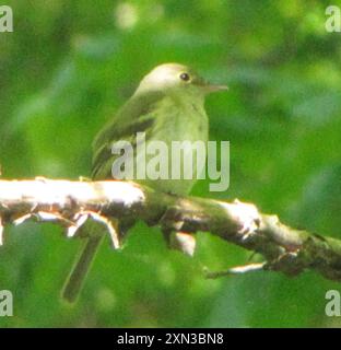 Acadien Flycatcher (Empidonax virescens) Aves Banque D'Images