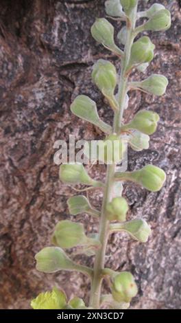 Hochet pleureur (Peltophorum africanum) Plantae Banque D'Images