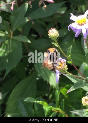 Abeille ambre du Nord (Bombus borealis) Insecta Banque D'Images