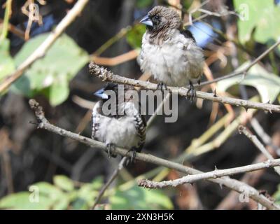 Mannikin de bronze austral (Spermestes cucullata scutata) Aves Banque D'Images