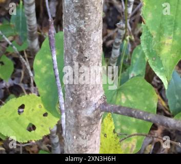 Fraser Magnolia (Magnolia fraseri) Plantae Banque D'Images