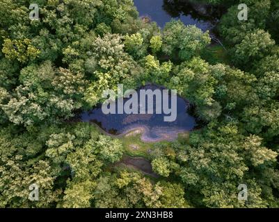 Vue aérienne des arbres autour d'un lac peu profond en été dans le Midwest américain Banque D'Images