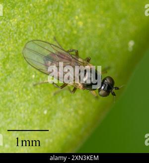Mouches à frire (Chloropidae) Insecta Banque D'Images