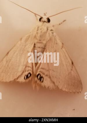 Insecte de la papille des palmiers (Litoprosopus coachella) Banque D'Images