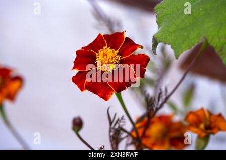 Gros plan de la fleur rouge et orange d'un souci français ou d'une patule Tagetes en été Banque D'Images
