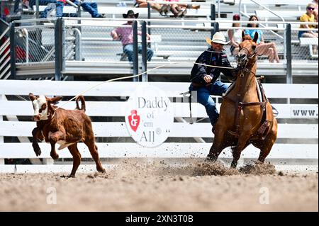 Un cow-boy corde un veau lors de l’événement de rodéo des Cheyenne Frontier Days, Cheyenne, Wyoming, le 25 juillet 2024. Depuis sa création en 1897, Cheyenne Frontier Days est devenu une célébration emblématique de la culture occidentale, offrant un mélange unique de com3petitions de rodéo, de spectacles et de reconstitutions historiques qui attirent des visiteurs du monde entier. (Photo de l'US Air Force par Airman 1st Class Mattison Cole) Banque D'Images