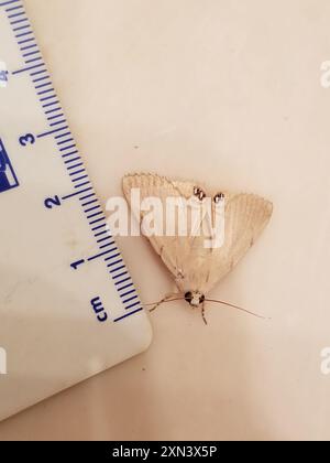 Insecte de la papille des palmiers (Litoprosopus coachella) Banque D'Images