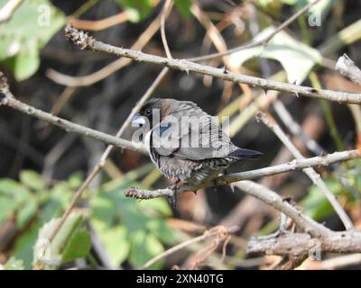 Mannikin de bronze austral (Spermestes cucullata scutata) Aves Banque D'Images