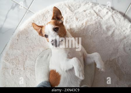 Intérieur avec un Jack Russell Terrier. Dans une maison confortable, un chien regarde attentivement Banque D'Images