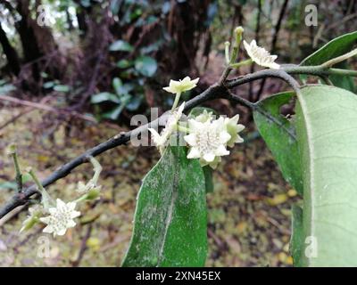 Pigeonwood (Hedycarya arborea) Plantae Banque D'Images