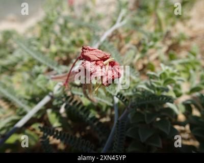 (Oenothera drummondii thalassaphila) Plantae Banque D'Images