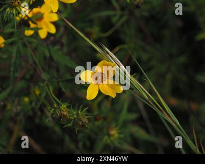 Beggarticks barbus (Bidens aristosa) Plantae Banque D'Images