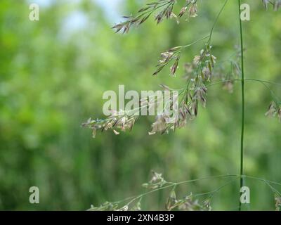 Calamagrostis canadensis Plantae du canada Banque D'Images