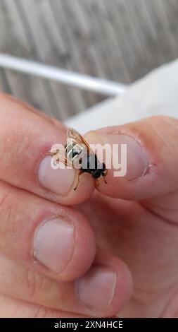 Tourbe blanche (Sericomyia lappona) insecte Banque D'Images