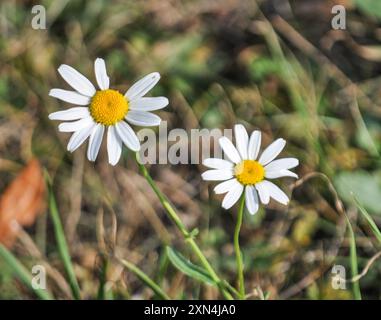 Marguerite Oxeye (Leucanthemum ircutianum) Plantae Banque D'Images