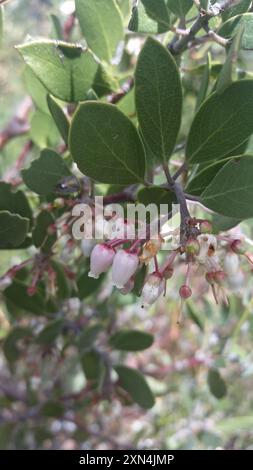 Manzanita à feuilles pointues (Arctostaphylos pungens) Plantae Banque D'Images